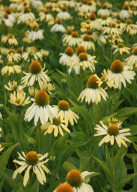 Echinacea Big Sky™ 'Sunrise'  Echinacea Big Sky™ 'Sunrise'